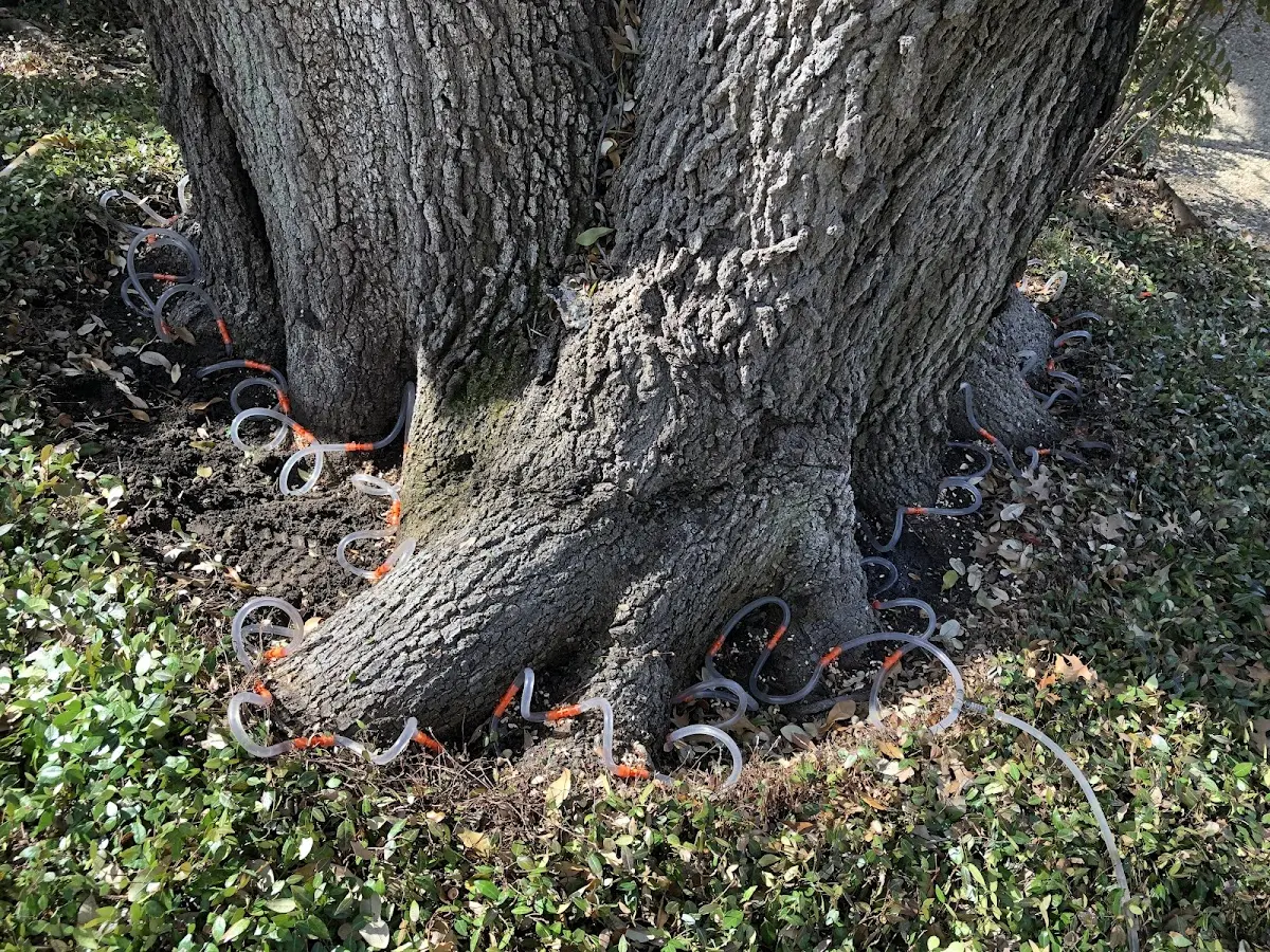 Detailed Tree Cabling and Bracing job site in Lake Winola